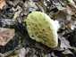 Citromgalóca (Amanita citrina), Somogy